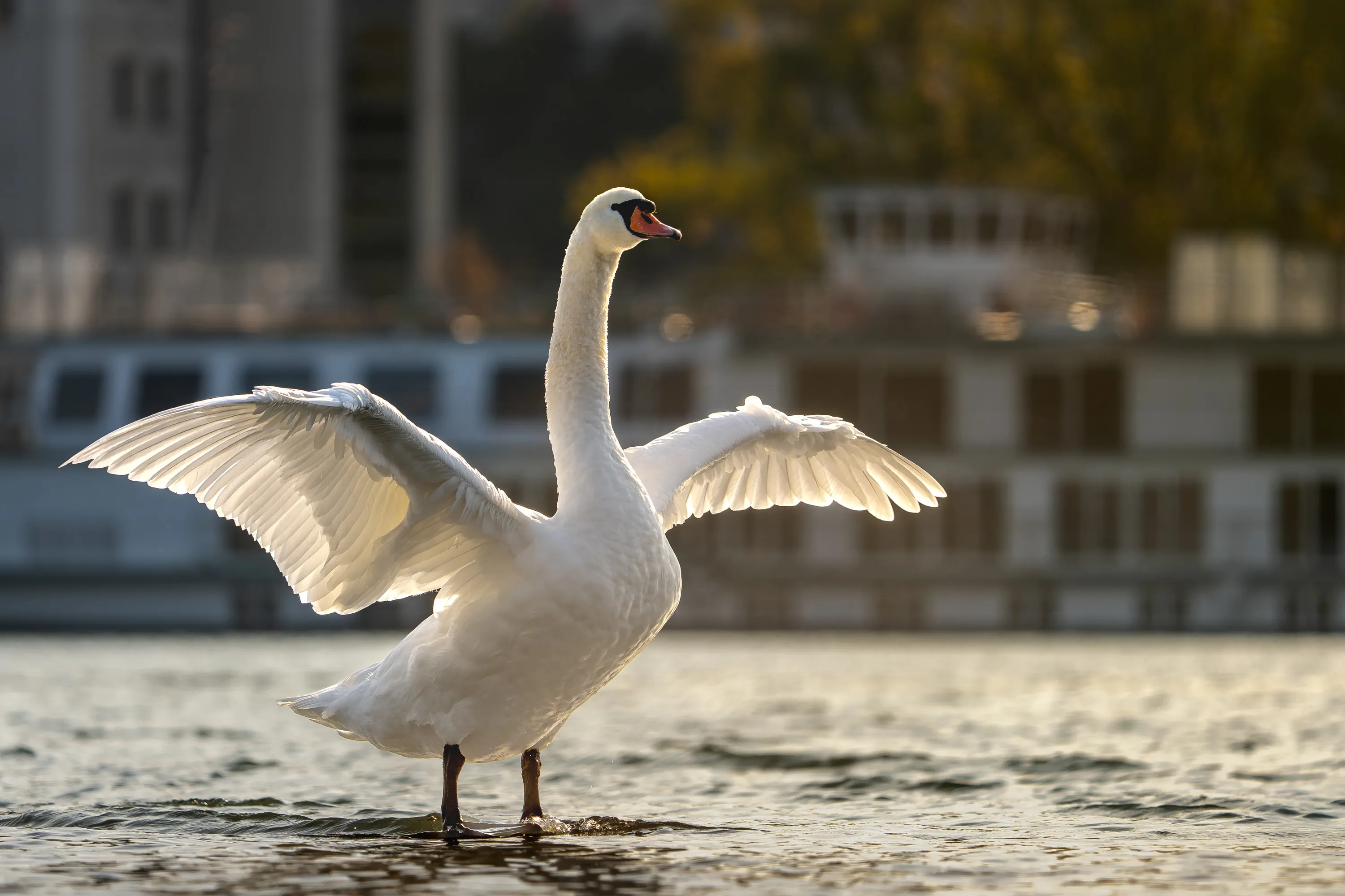 A white swan stands in shallow water on the Danube in Vienna with its wings spread, sunlight shining through its feathers; boats and waterfront buildings are blurred behind it.