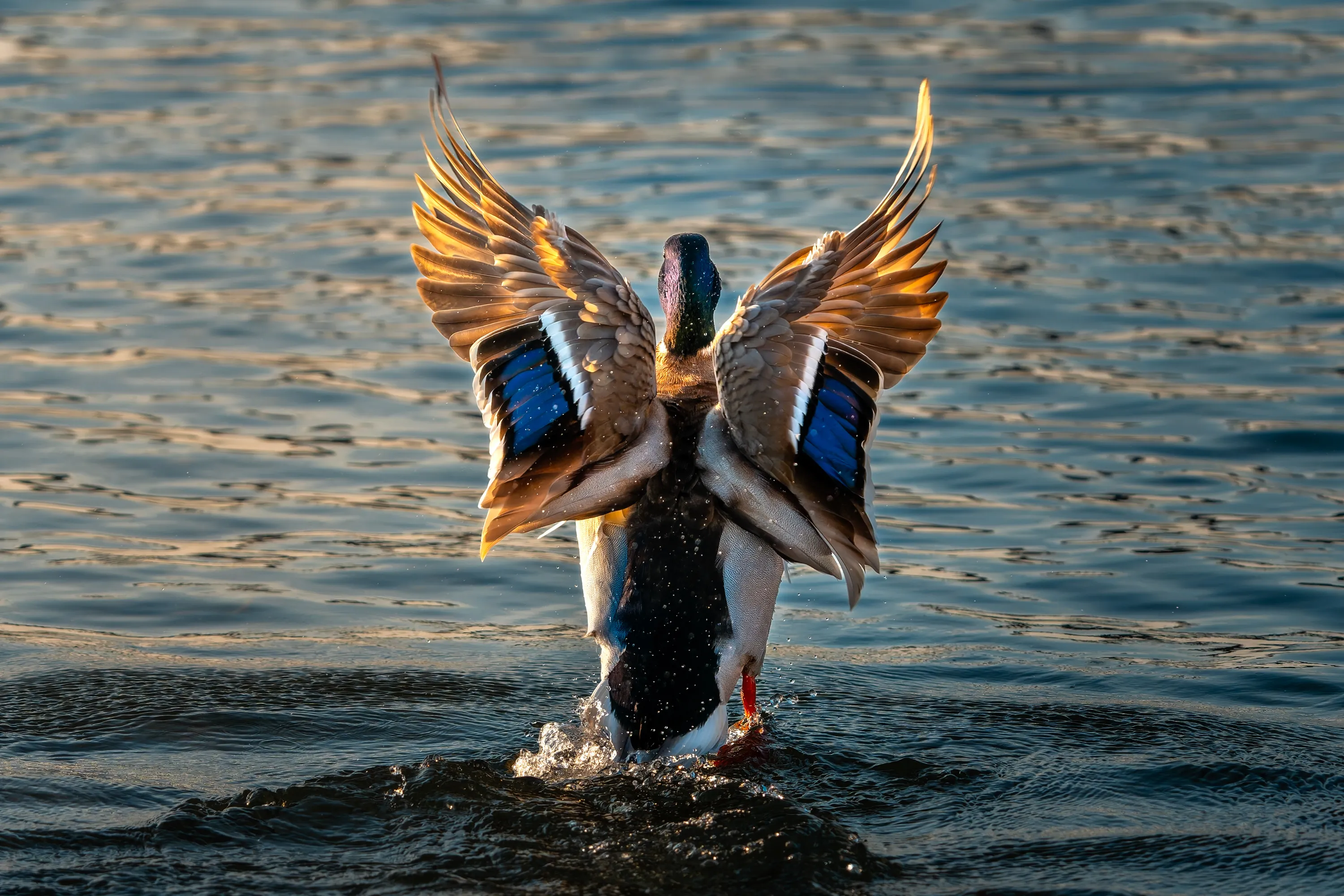 Seen from behind on the New Danube in Vienna, a duck raises both wings above the water, revealing blue feather patches and backlit brown flight feathers as droplets scatter around its body.