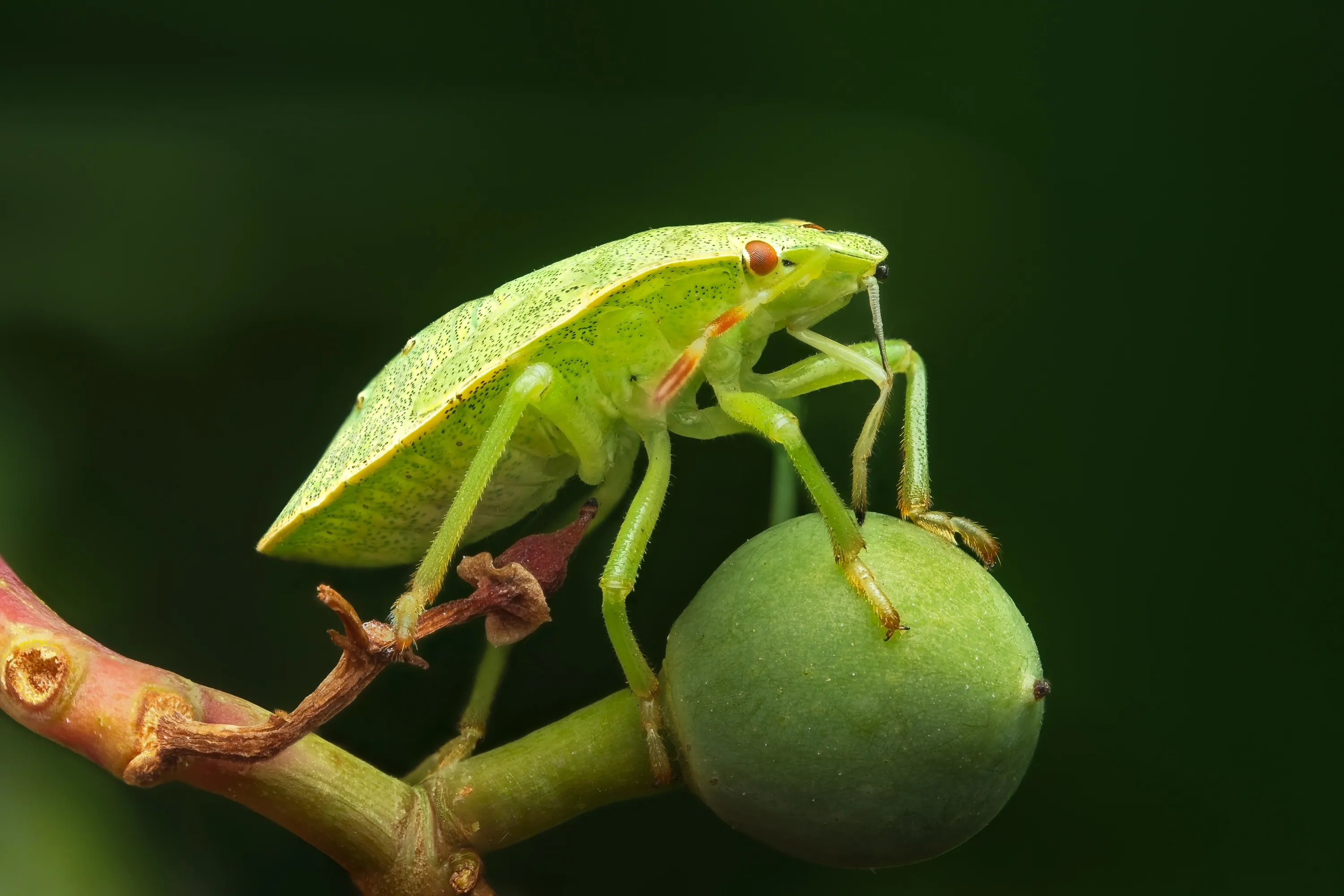 A bright green shield-shaped bug with reddish eyes and finely speckled wings rests on a round green fruit, against a dark, blurred background.