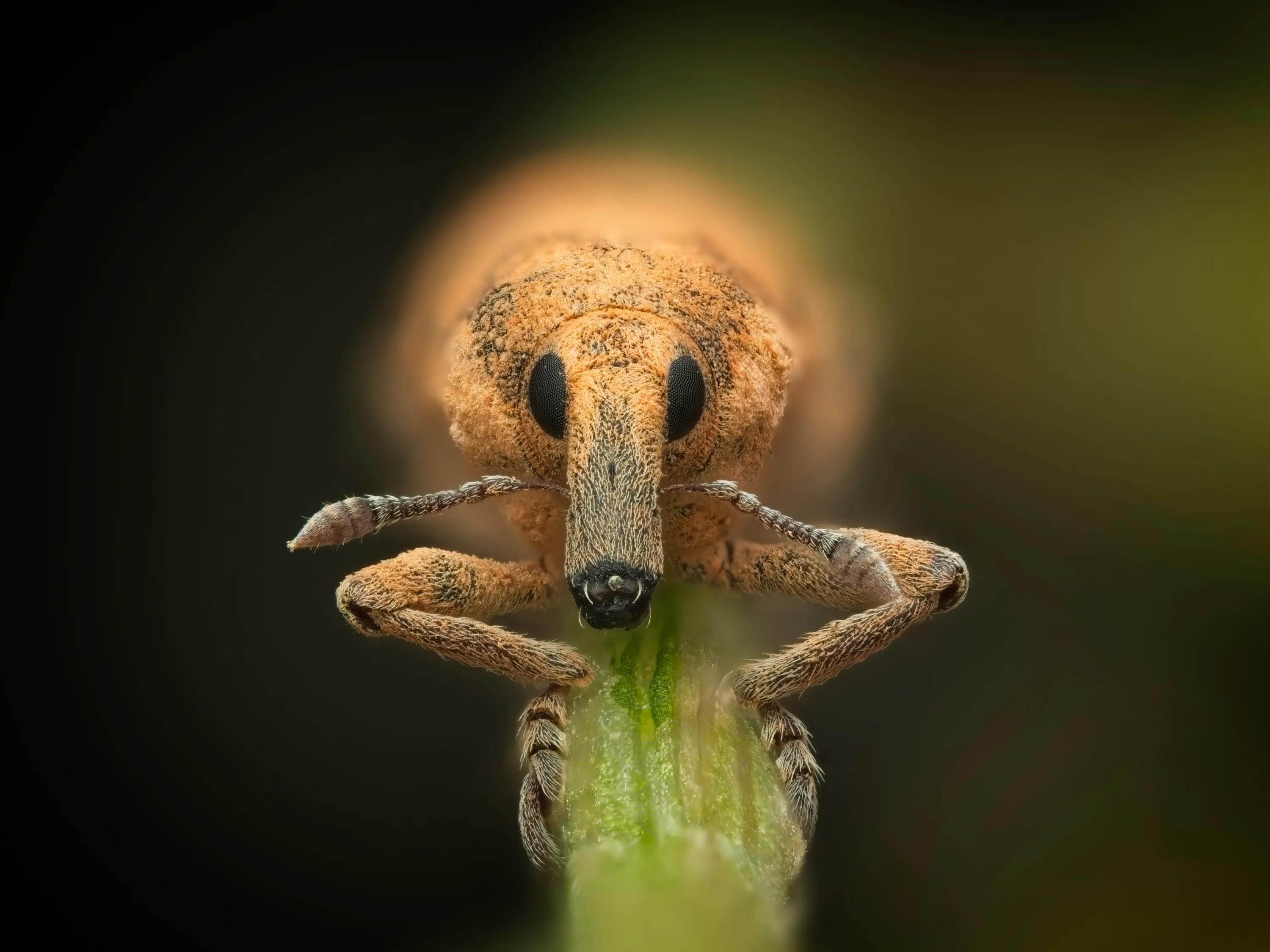 A close frontal view of a brown beetle gripping a green plant stem, with a long snout, dark oval eyes and jointed antennae against a blurred background.